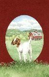 Country Tales a book of humor by Gail Bowman